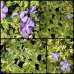 Vinca minor x 6 Plants 3 Types Shade Flowering Groundcover Pink/Purple/Blue Flowers Fernery Cottage Garden Patio Pot Balcony